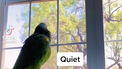 He is just repeating what he hears all day. The last phrase was funny