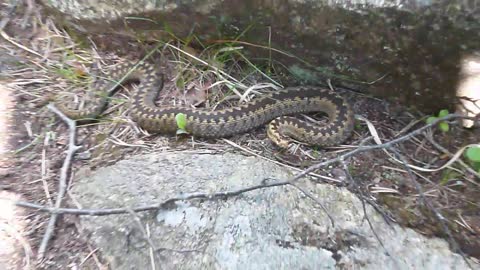 The giant snake is ready to attack when threatened