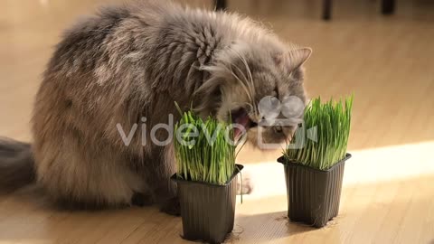 Fluffly Grey Cat Sniffing And Licking Fresh Catnip At Home