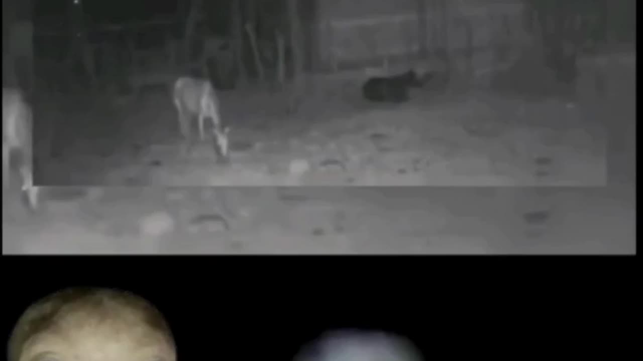 🚨 Breaking !! Skinwalker Ranch security Cam captures Grey Alien near cattle late at night !!