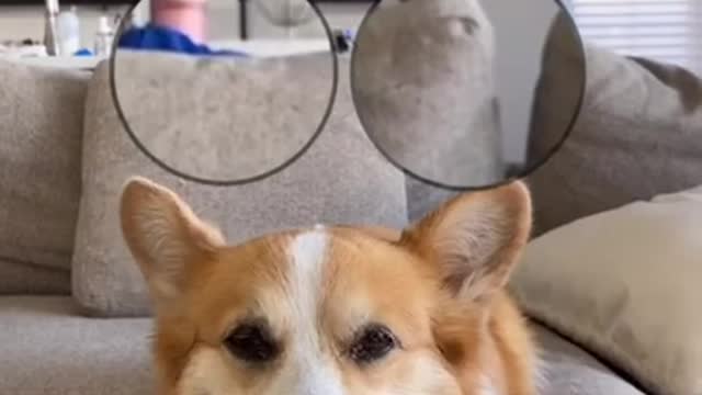 Funniest Animals Video