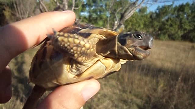 Cute angry turtle