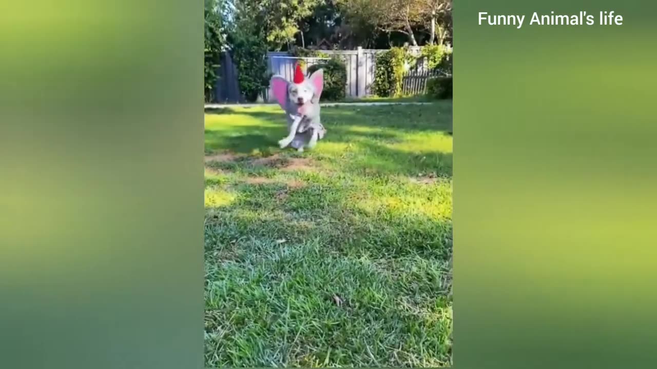 funny animal videos