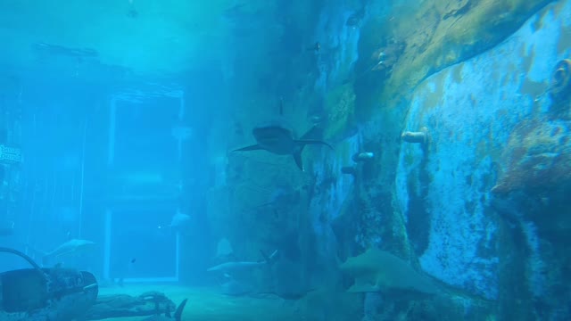 IN THE WORLD OF SHARKS