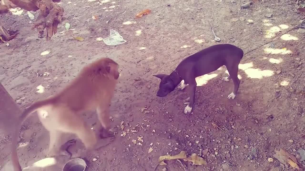 A monkey makes a dog lose its mind HD