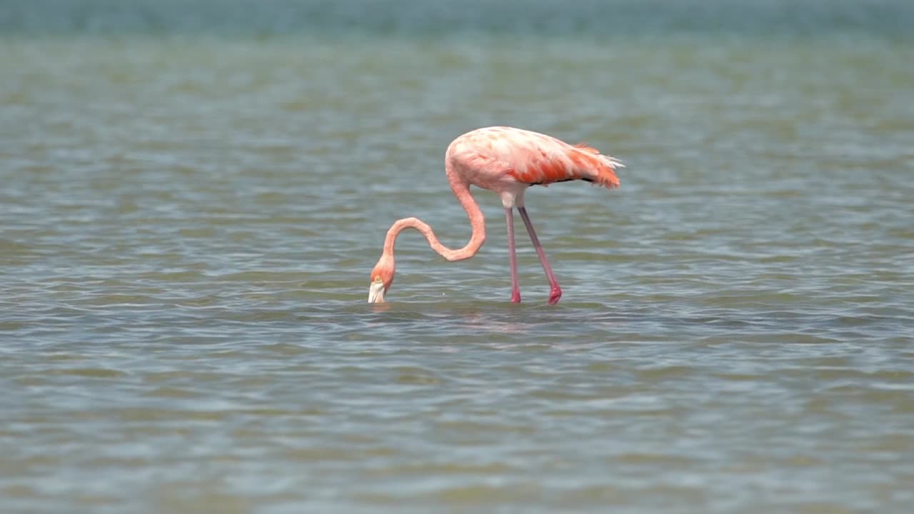 America Flamingos Visit Tampa Bay Area