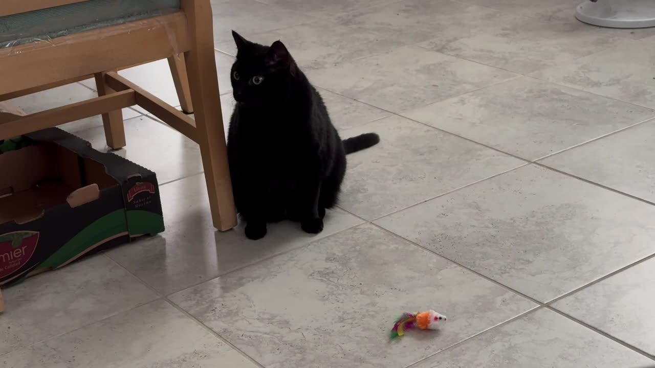 Cute Piper Cat Leaves the Area That Has the Weird Toy - Adopting a Cat from a Shelter Vlog