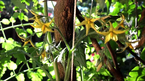 Tomato Flowers Time Lapse Video