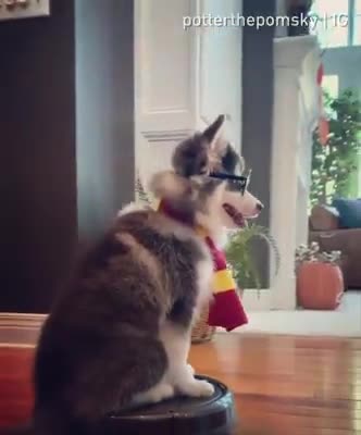 Potter the pomsky riding on roomba