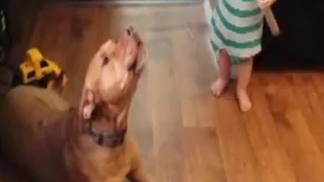 Pit Bull Lets Out An Impressively Long Howl!!