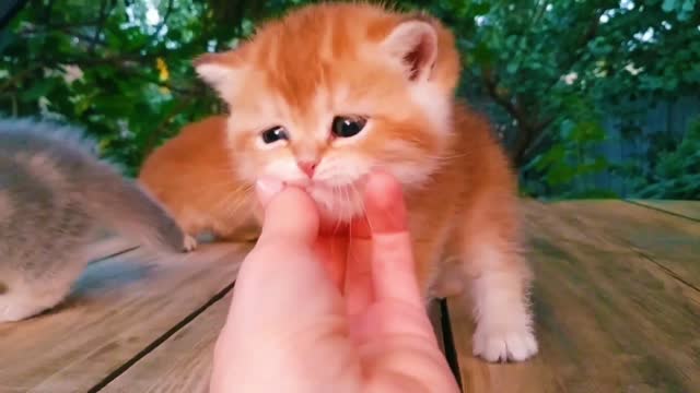 Three little Teddy kittens_Cutest Baby British kittens