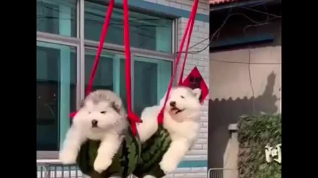 AWW SO CUTE! CUTEST BABY ANIMALS VIDEOS COMPILATION CUTE MOMENT OF THE ANIMALS - CUTEST ANIMALS