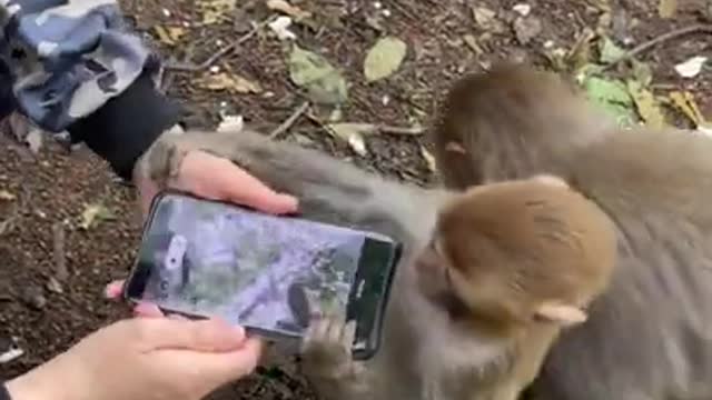 Baby monkey watching phone for the first time