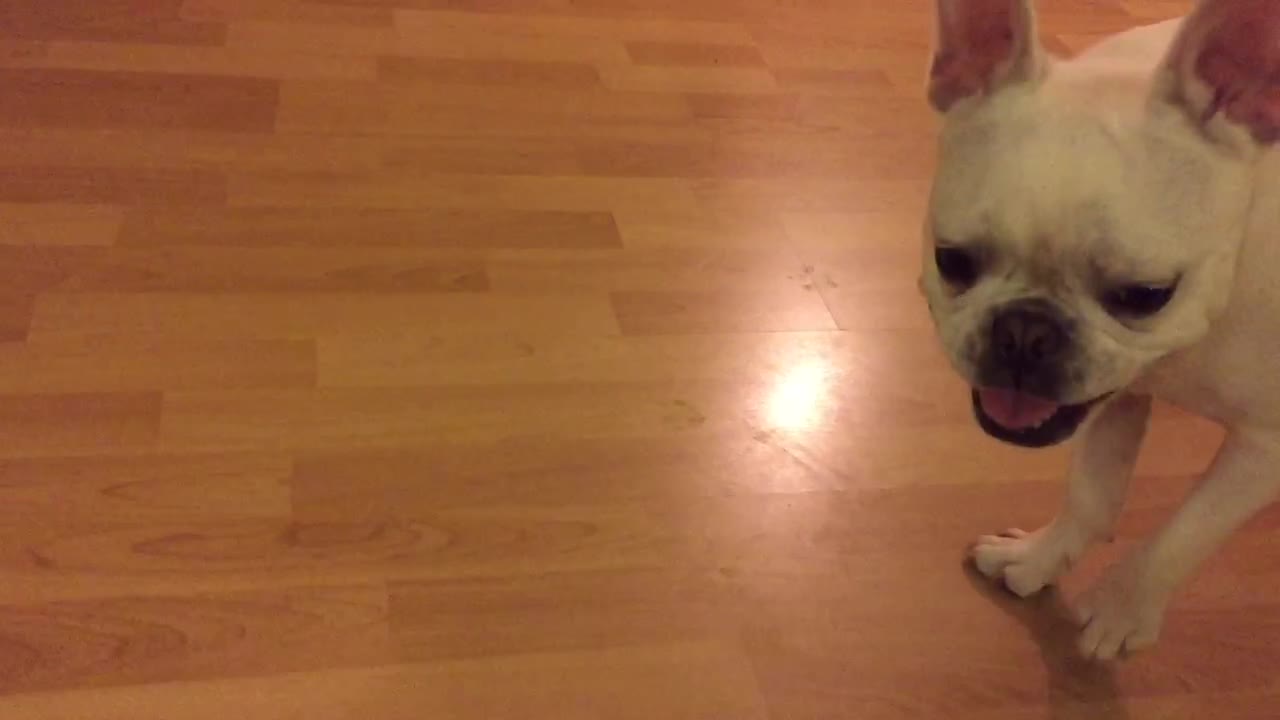 French Bulldog reluctanlty trades toys for treats