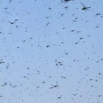 Swarm of dragonflies invade Misquamicut Beach in Rhode Island, USA