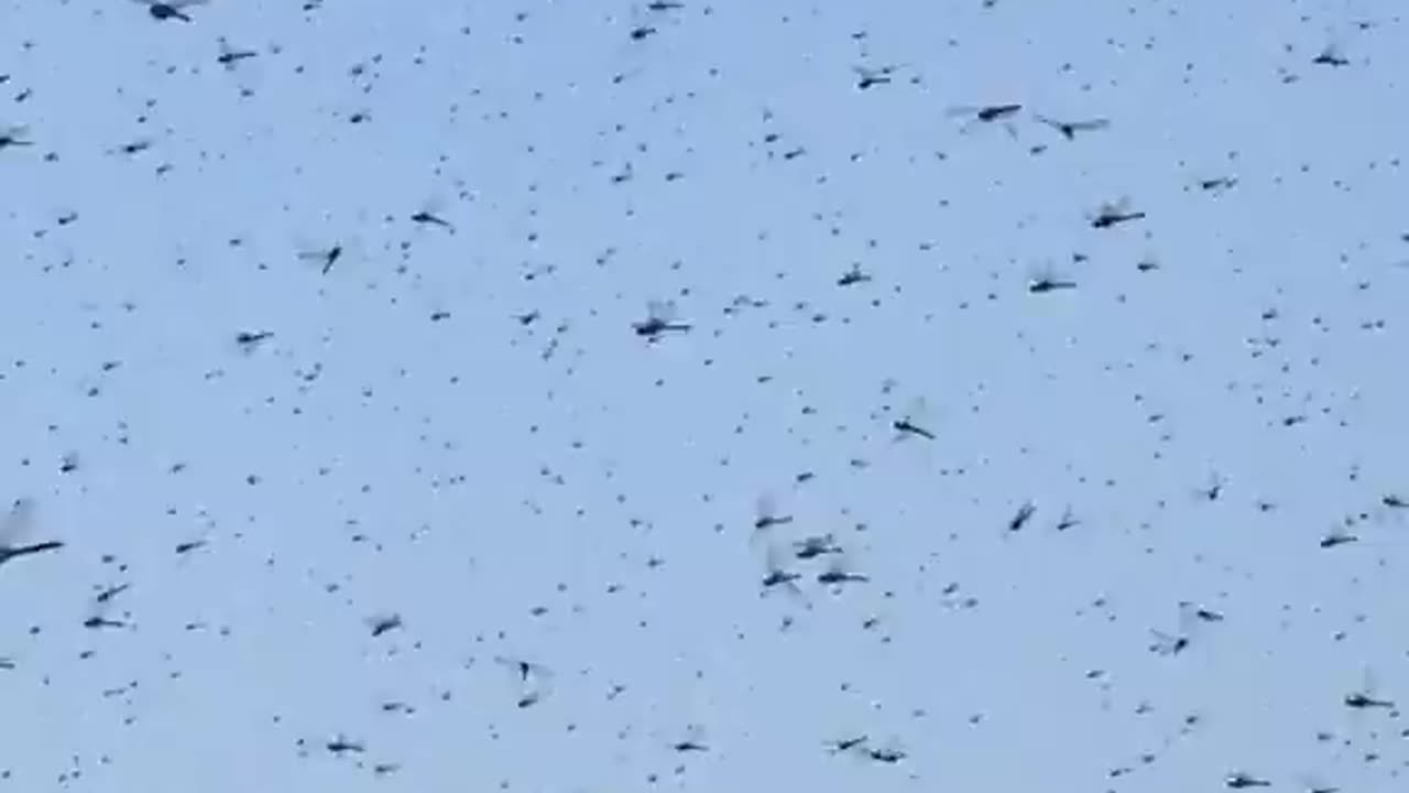 Swarm of dragonflies invade Misquamicut Beach in Rhode Island, USA