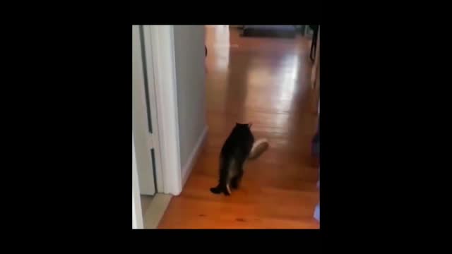 cat mannequin