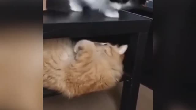Funny cats video