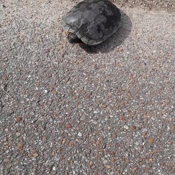 Saving Turtles in Paris Tennessee April 24, 2022