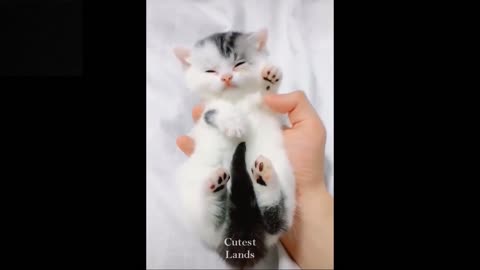 Funny animals [] Try not to laugh compilation 38