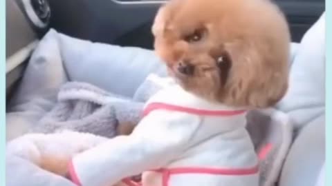 interesting canine videos| child canines | entertaining second |