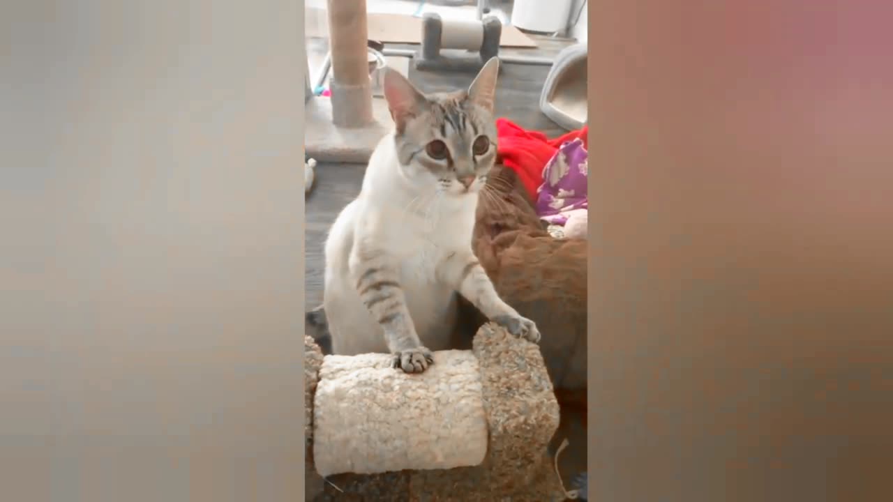 Cat Funny Moments 😁