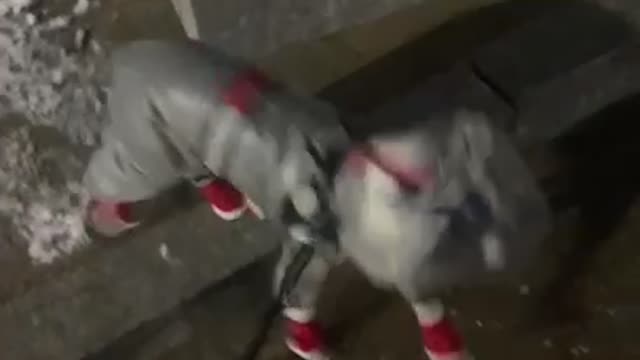 The Merry Dog Boston Terrier 11