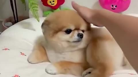 Good dog