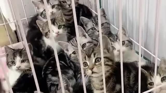 Cats FUNNY VIDEO 2021 🤣 #short