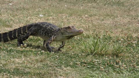 young alligator walks on the grass