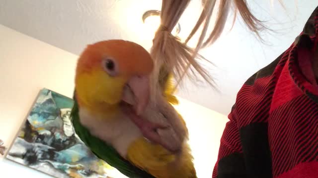 Poor Parrot Takes a Plunge