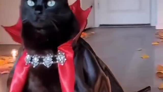 CAT READY FOR HALLOWEEN.THERE IS WAR IN UKRAINE AND WE REALLY NEED YOUR SUPPORT.All the best!