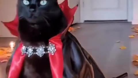 CAT READY FOR HALLOWEEN.THERE IS WAR IN UKRAINE AND WE REALLY NEED YOUR SUPPORT.All the best!