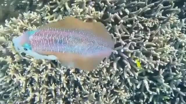 Strange and beautiful undersea creatures