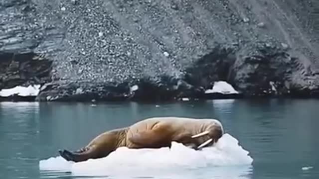 Leopard Seal vs Penguin Chick - Nature is amazing!