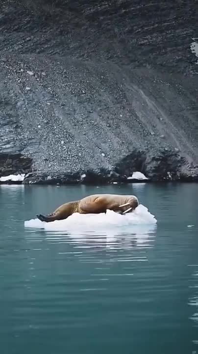 Leopard Seal vs Penguin Chick - Nature is amazing!