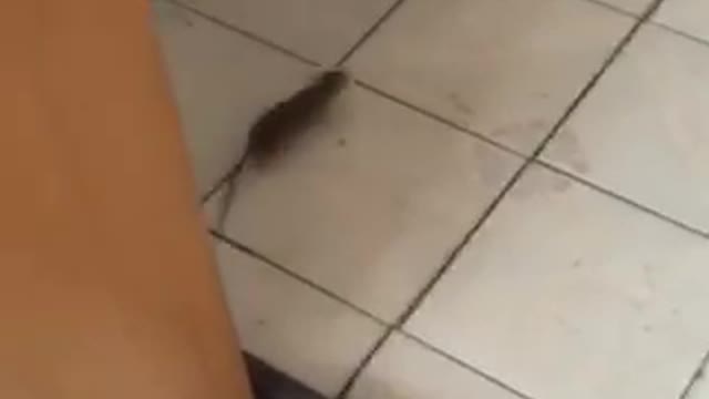 MOUSE EATS CAT