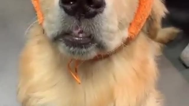 Winter is coming and the dog is shivering with cold