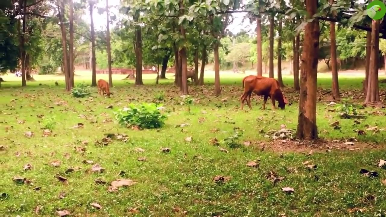 Cow video