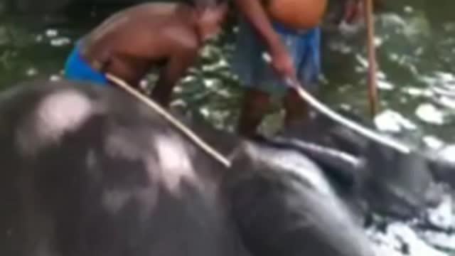 Elephants Bathing in the Outside Pool | Sri Lanka