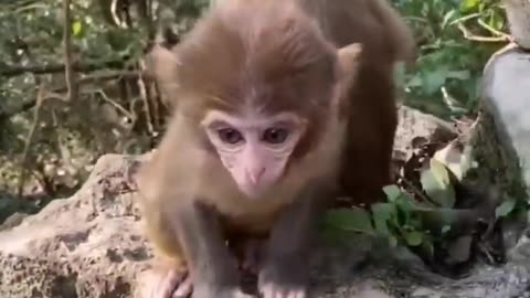 ***MUST SEE!!!*** Cute Baby Animals!!!