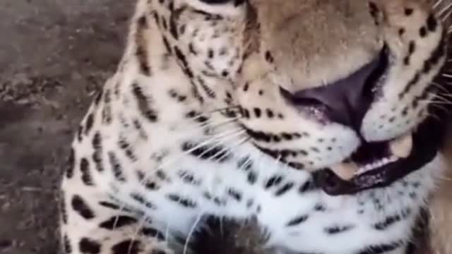 leopard in angry mood at zoo!