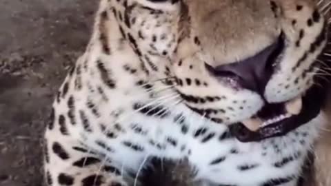 leopard in angry mood at zoo!