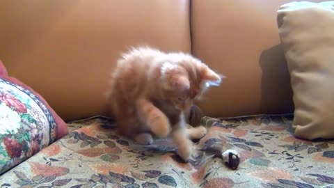 Kitten Funny , Cat Funny Video