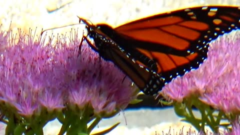 Monarch Butterfly