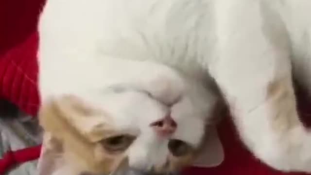 The kitten is playing funny, and I am responsible for recording it!