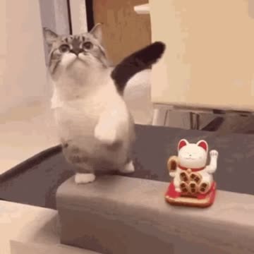 Cute Cat Gif