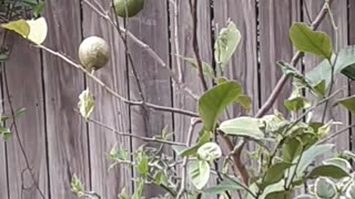 Small bird in a lemon tree