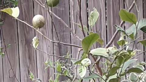 Small bird in a lemon tree