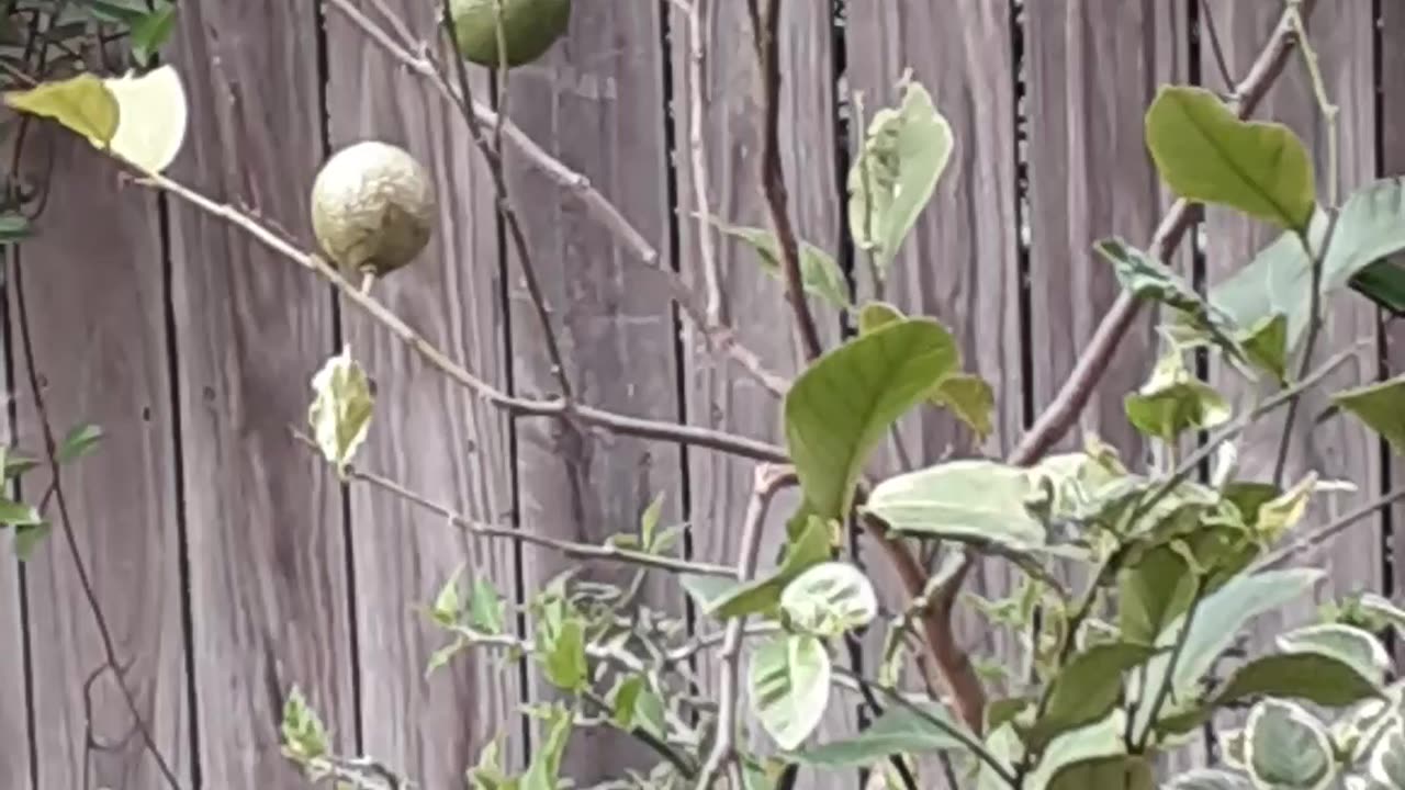 Small bird in a lemon tree